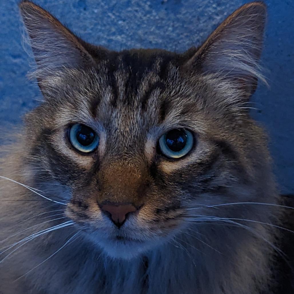 Enlarge Flea - Home to Home, a Adoptable Domestic Medium Hair in South Elgin, IL image 1/2