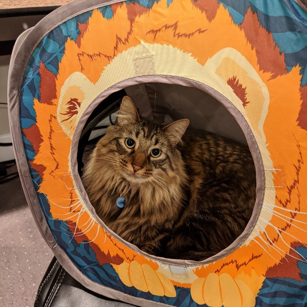 Flea - Home to Home, a Adoptable Domestic Medium Hair in South Elgin, IL image 5/6