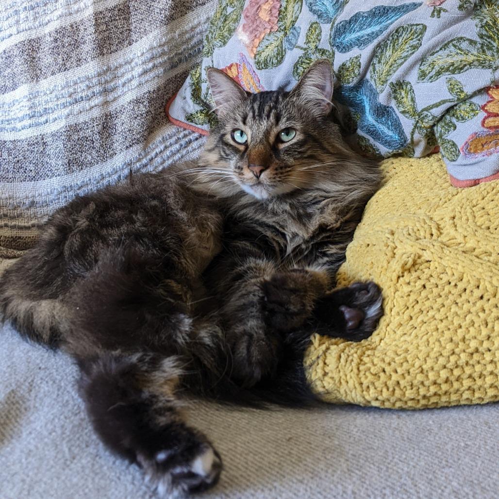 Enlarge Flea - Home to Home, a Adoptable Domestic Medium Hair in South Elgin, IL image 2/2