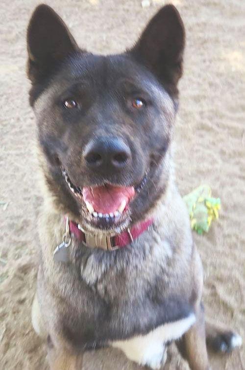 Ume, a Adoptable Akita in Romoland, CA image 1/3