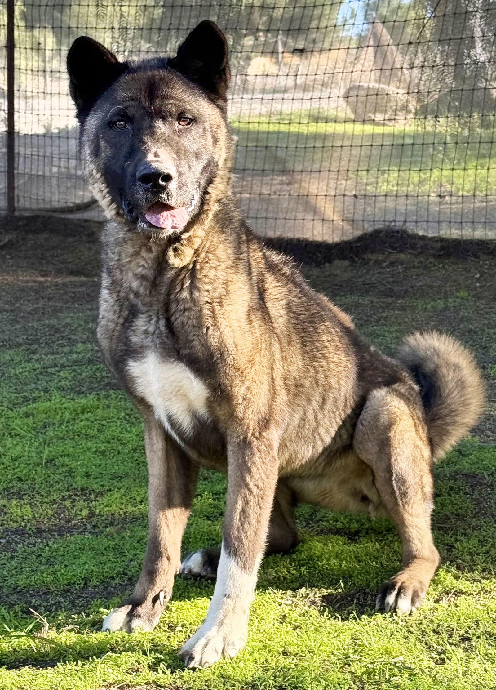 Ume, a Adoptable Akita in Romoland, CA image 2/3