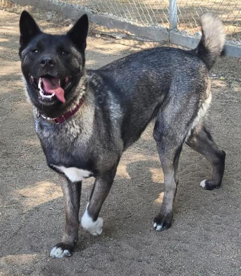 Ume, a Adoptable Akita in Romoland, CA image 3/3