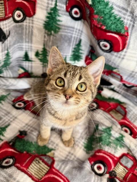 Snuggle, an adopted Domestic Short Hair in St. Clair, MI image 1/2