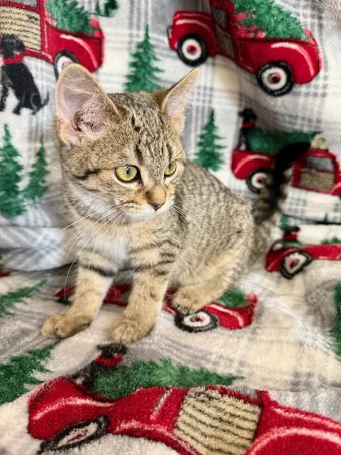 Snuggle, an adopted Domestic Short Hair in St. Clair, MI image 2/2