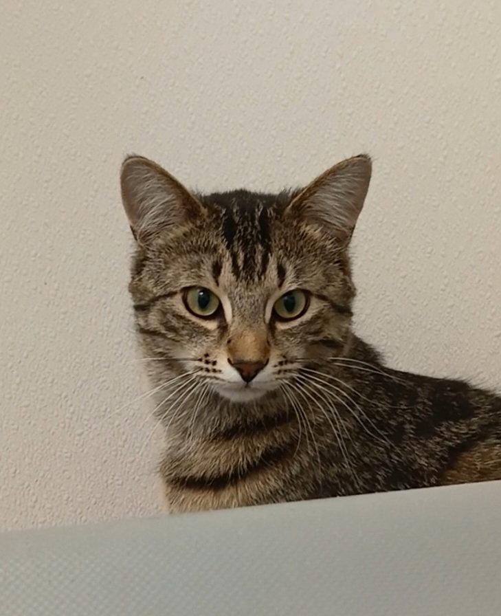 Enlarge Stafford, a Adoptable mixed breed in Bay City, MI image 1/1