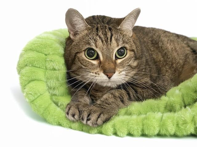 Enlarge GIZMO, a Adoptable Domestic Short Hair in Fort Lauderdale, FL image 1/1