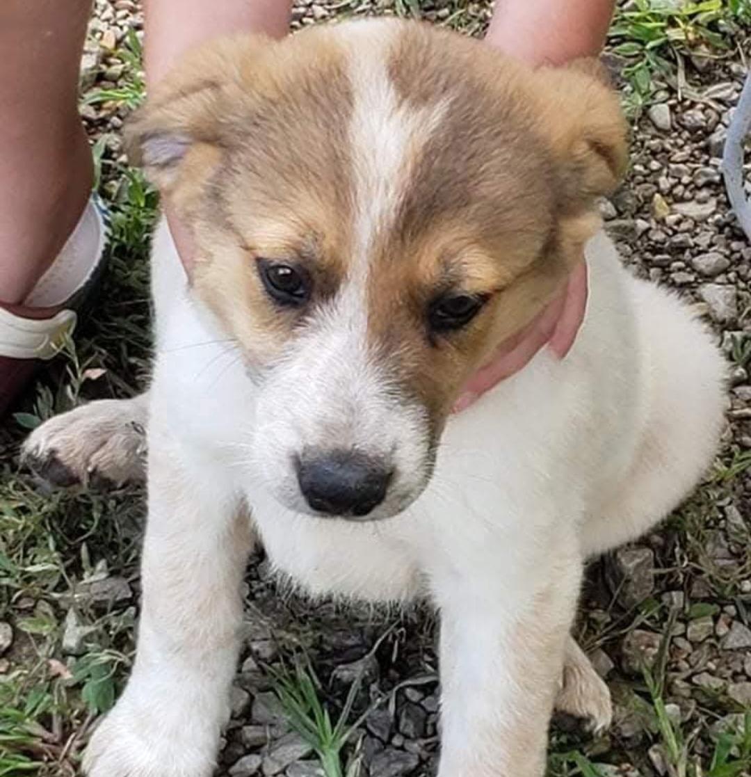Enlarge Sammy, a Adopted mixed breed in Fordland, MO image 1/1