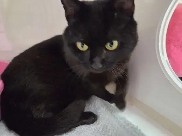 Enlarge Sugarplum, a Adoptable mixed breed in Grand Rapids, MI image 1/4