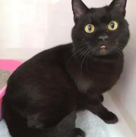 Enlarge Sugarplum, a Adoptable mixed breed in Grand Rapids, MI image 3/4