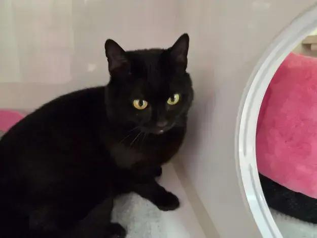 Enlarge Sugarplum, a Adoptable mixed breed in Grand Rapids, MI image 4/4