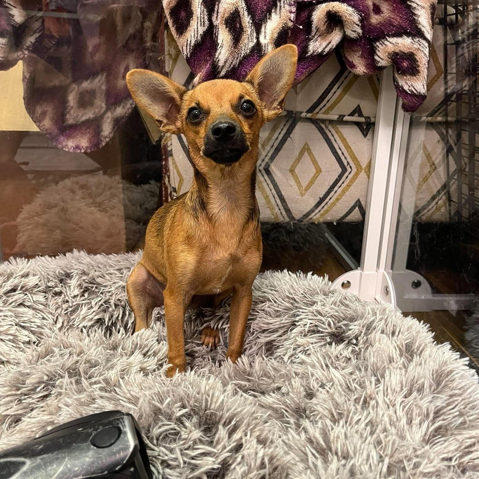 Gregory, Adoptable, Puppy Male Chihuahua.