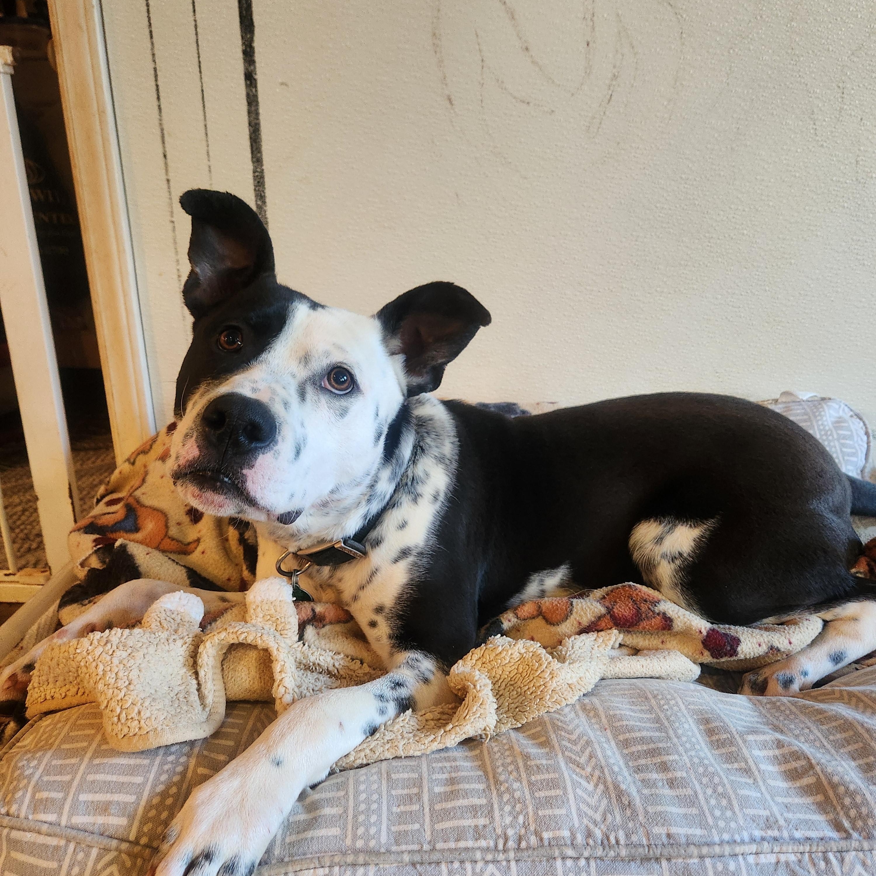Benny-located in Marion, NC