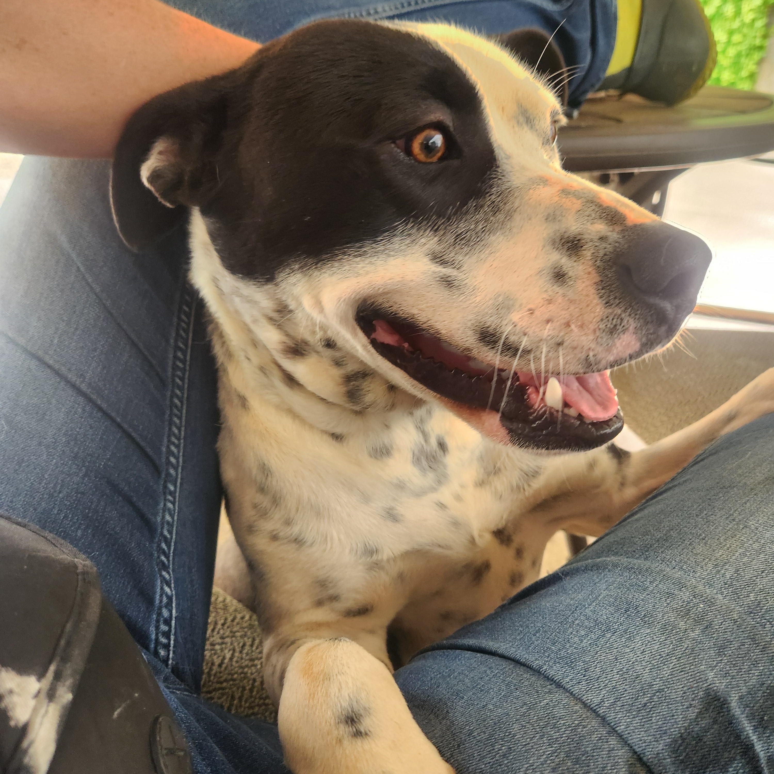 Benny-located in Marion, NC