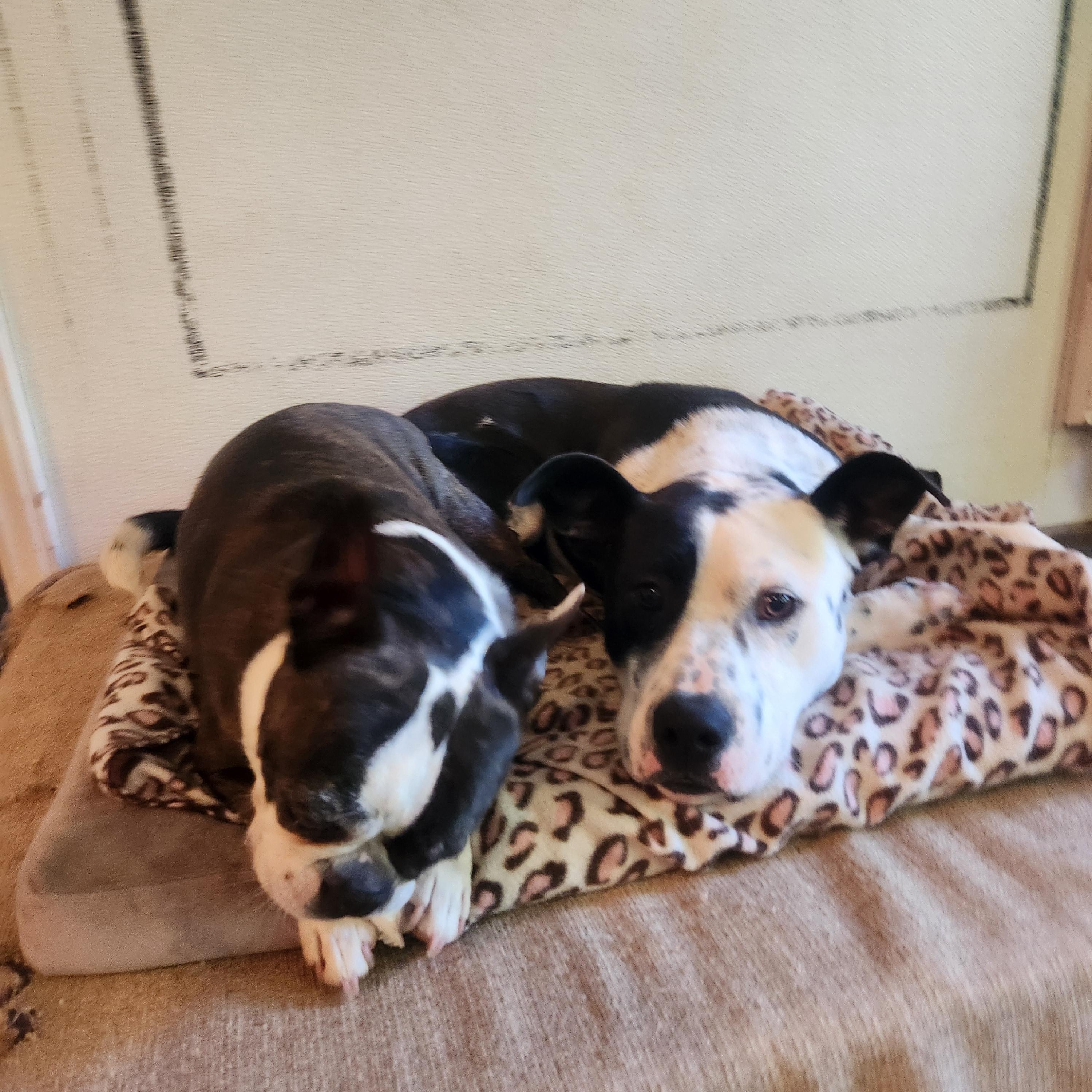 Benny-located in Marion, NC