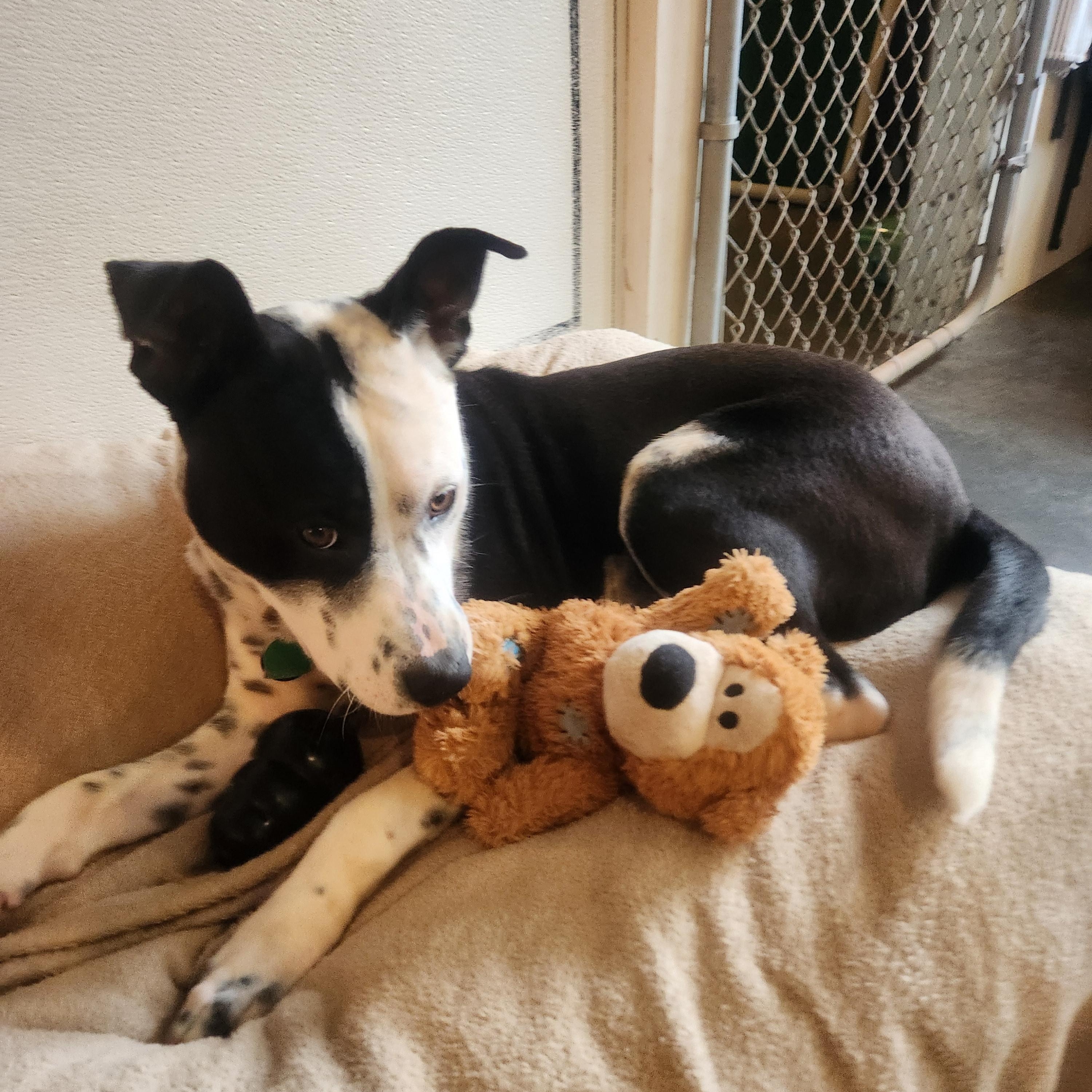 Benny-located in Marion, NC