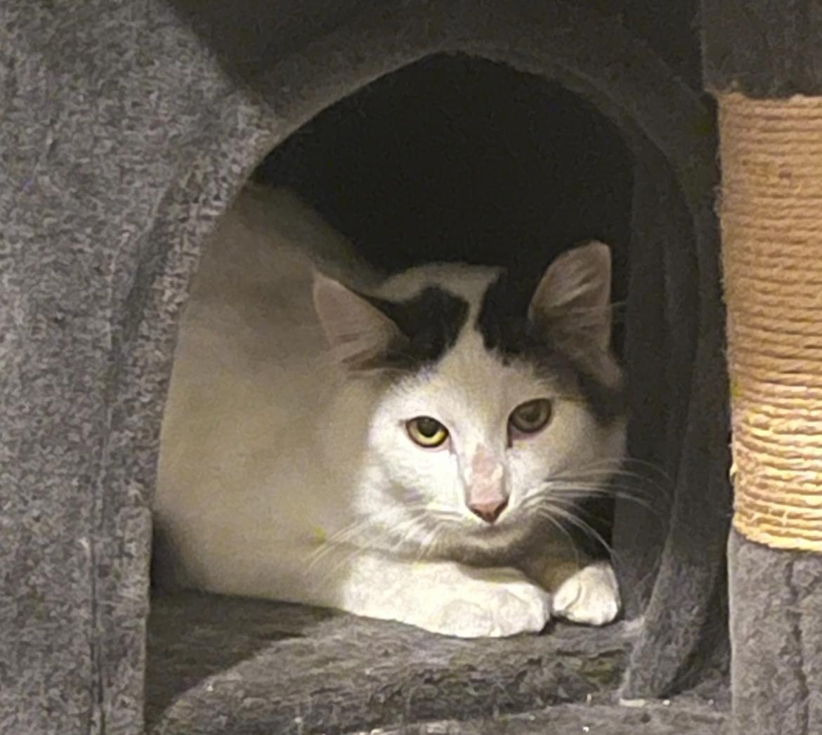 Enlarge Jack - Quietly Waiting to be Chosen, a ADOPTABLE mixed breed in Marysville, WA image 1/2