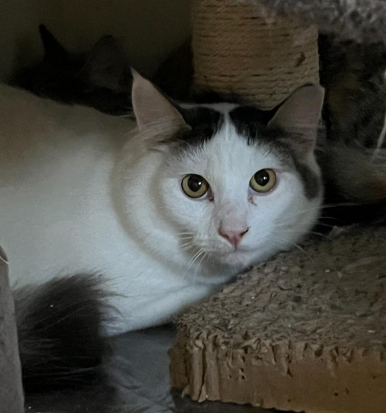 Enlarge Jack - Quietly Waiting to be Chosen, a ADOPTABLE mixed breed in Marysville, WA image 2/2