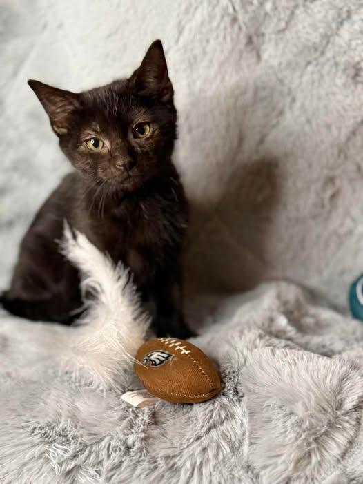 Leo, Adoptable, Young Male Domestic Short Hair.