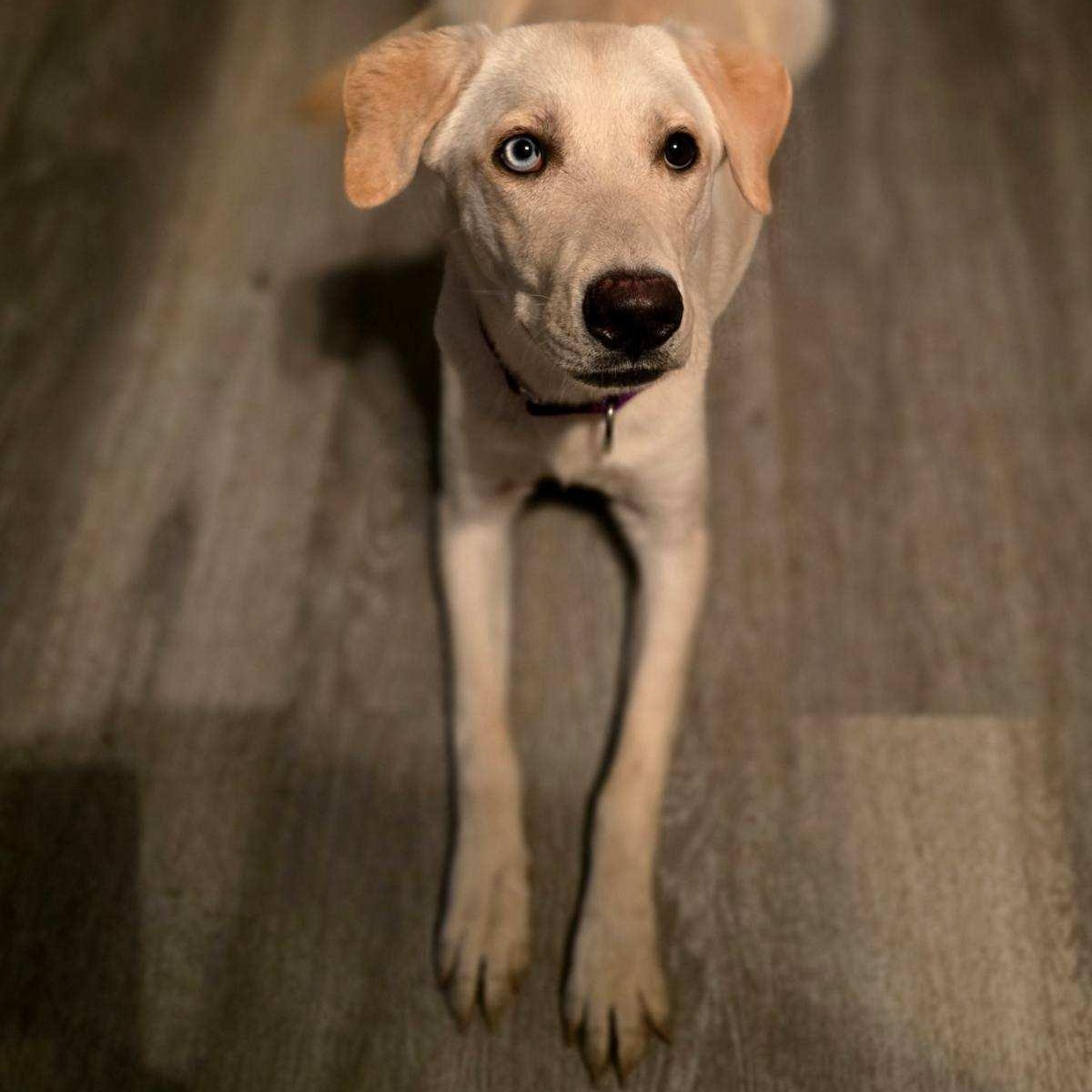 Enlarge Gorgeous Galaxy, a Adoptable mixed breed in La Center, WA image 2/2