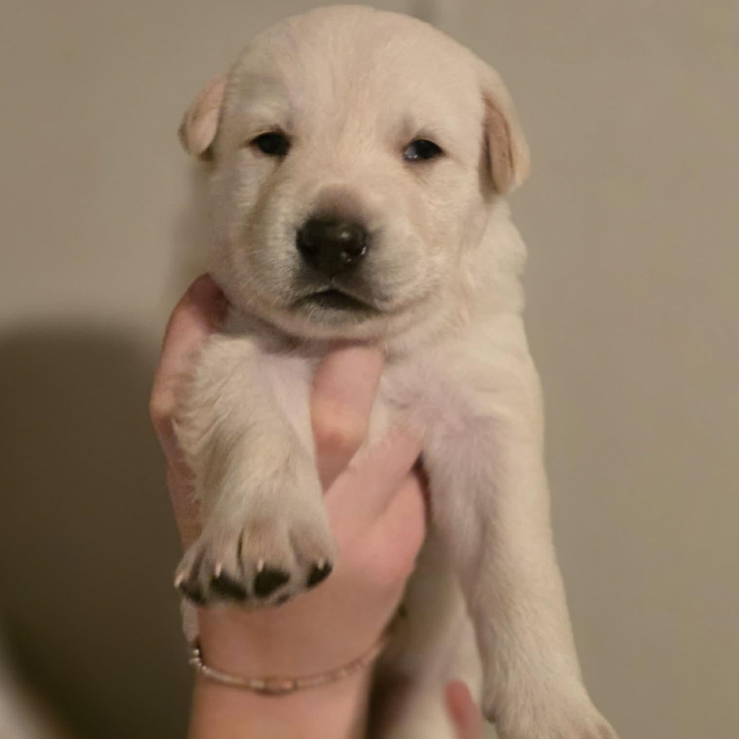 Enlarge Gorgeous Galaxy, a Adoptable mixed breed in La Center, WA image 1/2