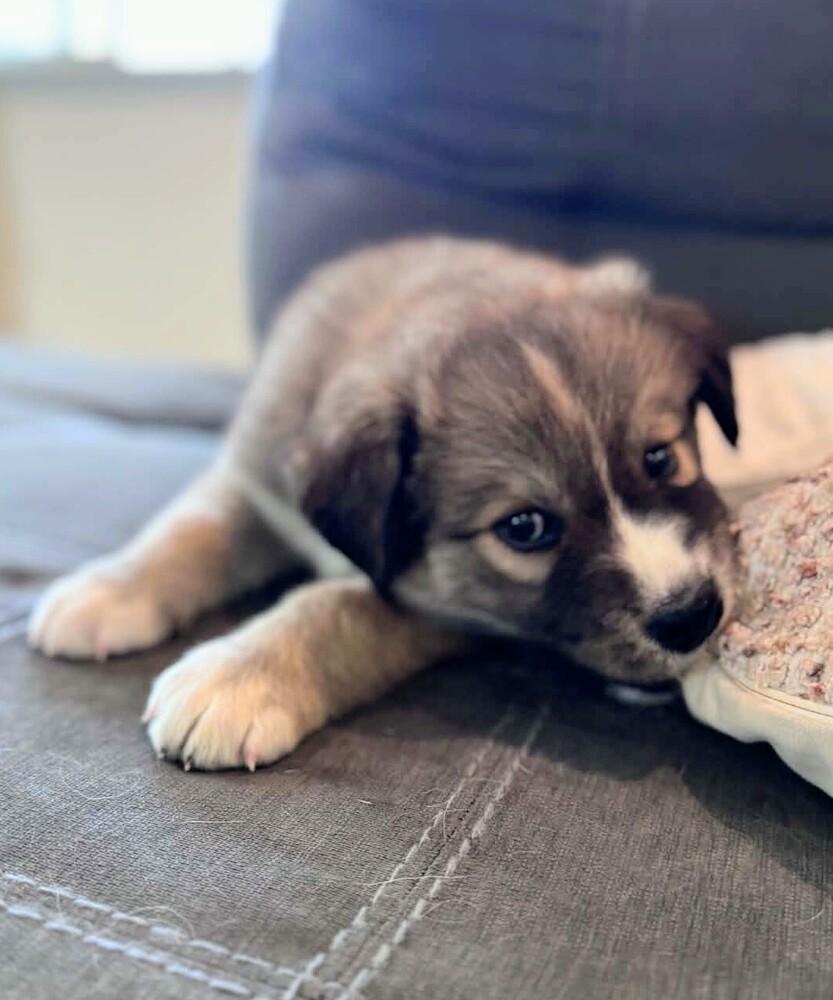 Jack Jack, a Adoptable mixed breed in Evergreen, CO image 3/6