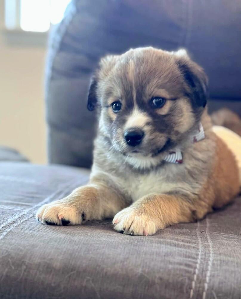 Jack Jack, Adoptable, Puppy Male Shepherd & Mixed Breed.