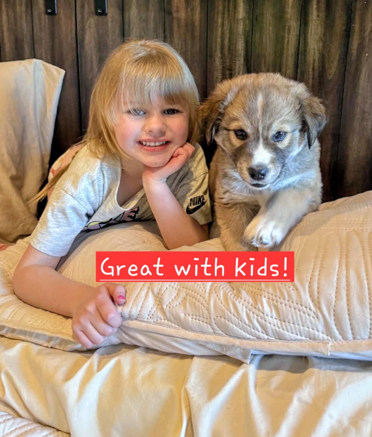 Jack Jack, a Adoptable mixed breed in Evergreen, CO image 2/6