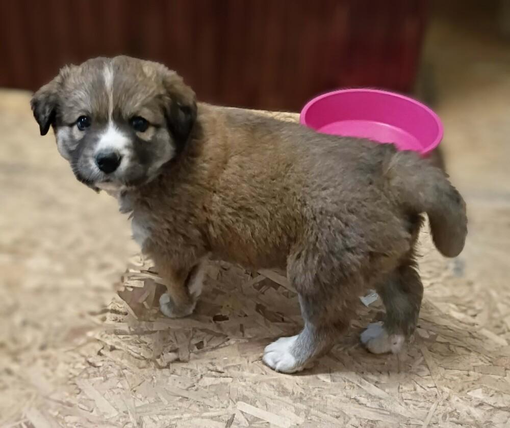 Jack Jack, a Adoptable mixed breed in Evergreen, CO image 4/6