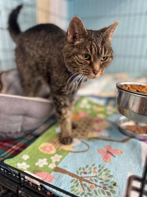 Miss Kitty — thumbnail 2