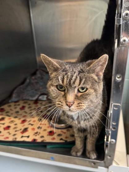 Miss Kitty — thumbnail 3