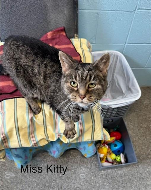 Miss Kitty — thumbnail 4