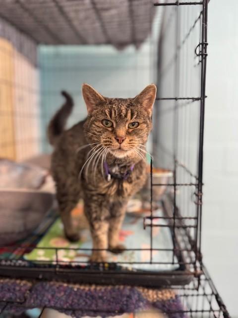 Miss Kitty — thumbnail 5