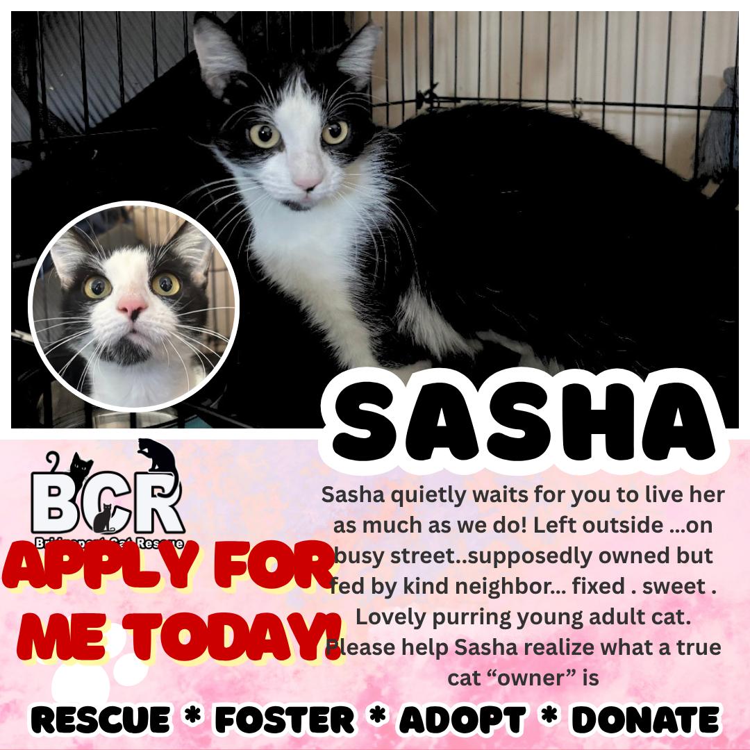 Enlarge Sasha, a Adoptable Domestic Short Hair in Bridgeport, CT image 1/1