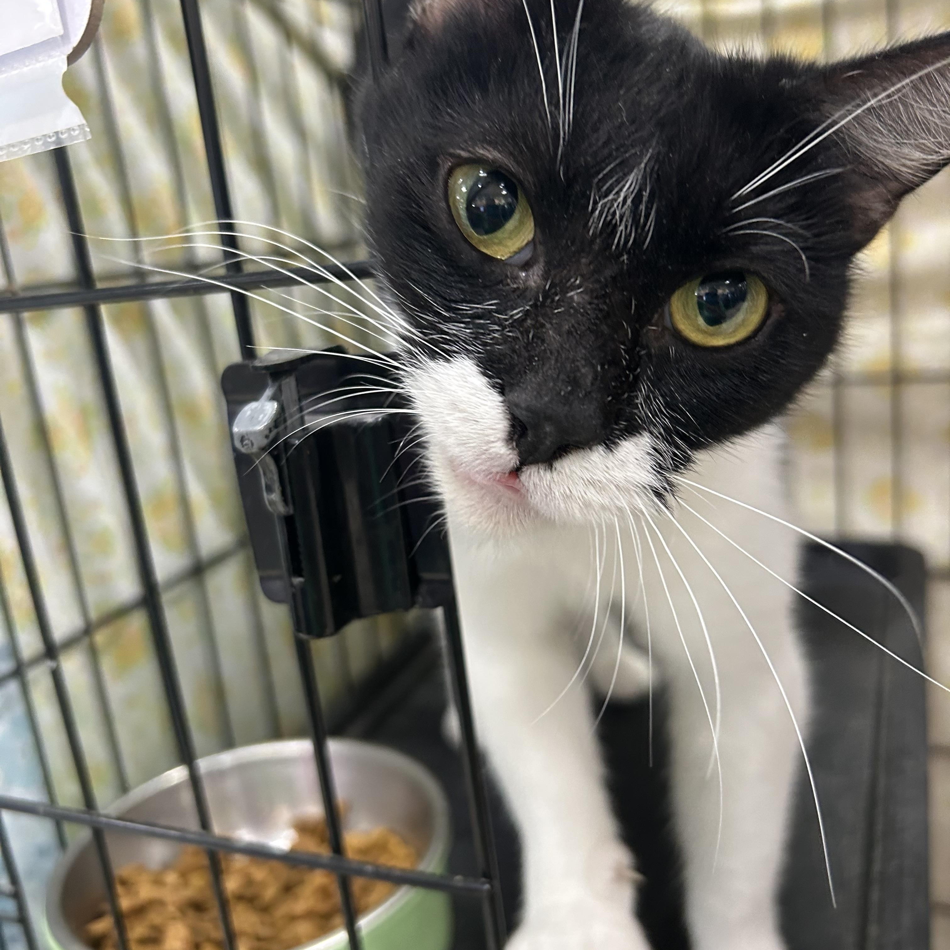 Orietta, an adopted Domestic Short Hair in Mokena, IL image 5/5