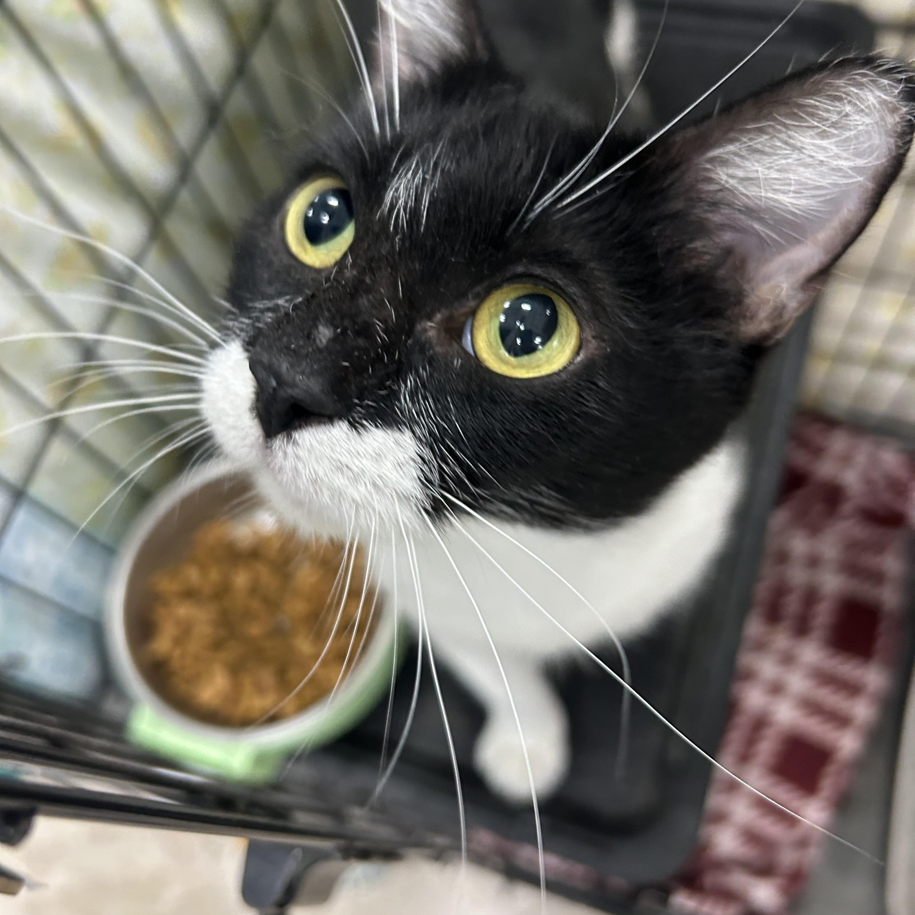 Orietta, an adopted Domestic Short Hair in Mokena, IL image 2/5
