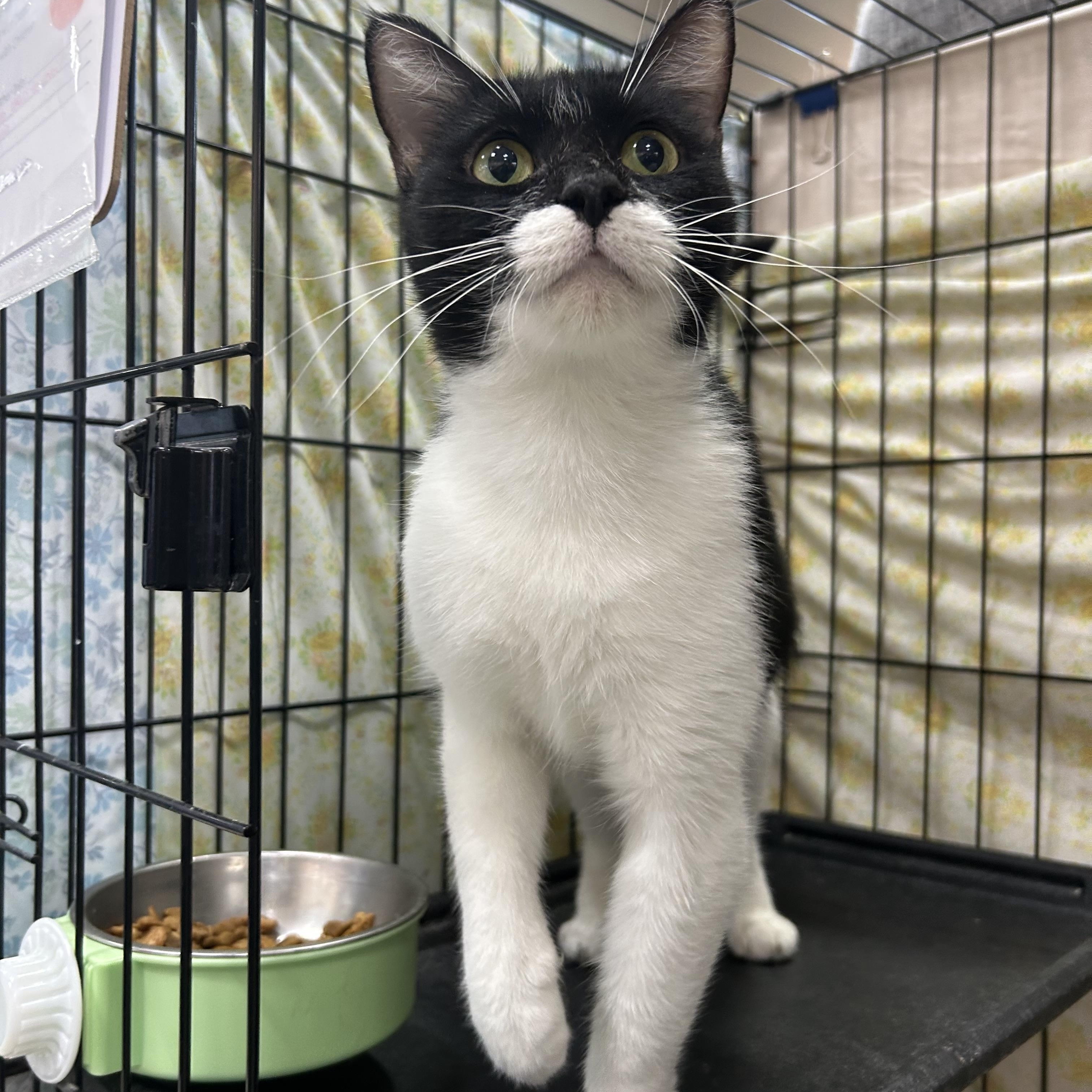 Orietta, adopted, Adult Female Domestic Short Hair.