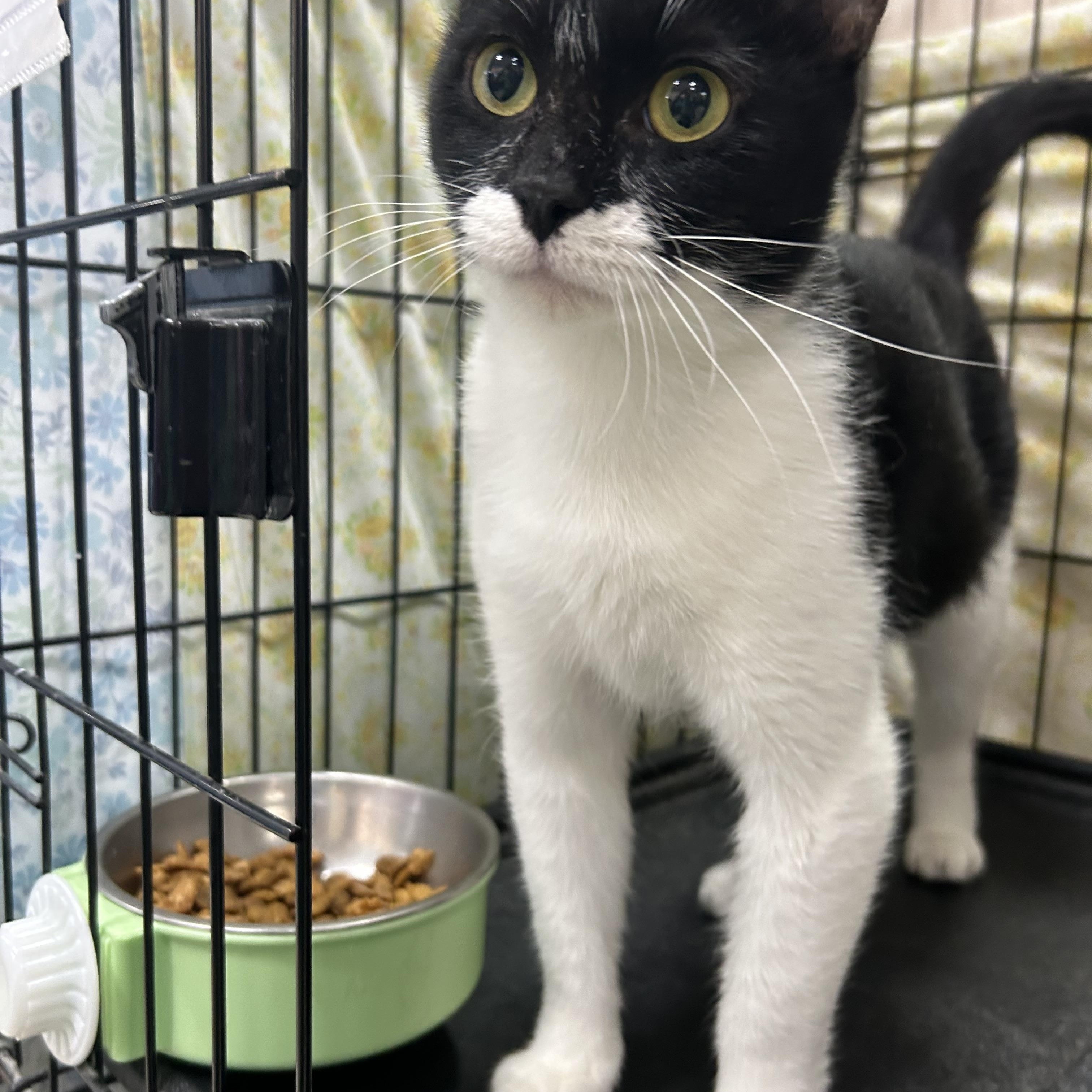 Orietta, an adopted Domestic Short Hair in Mokena, IL image 3/5