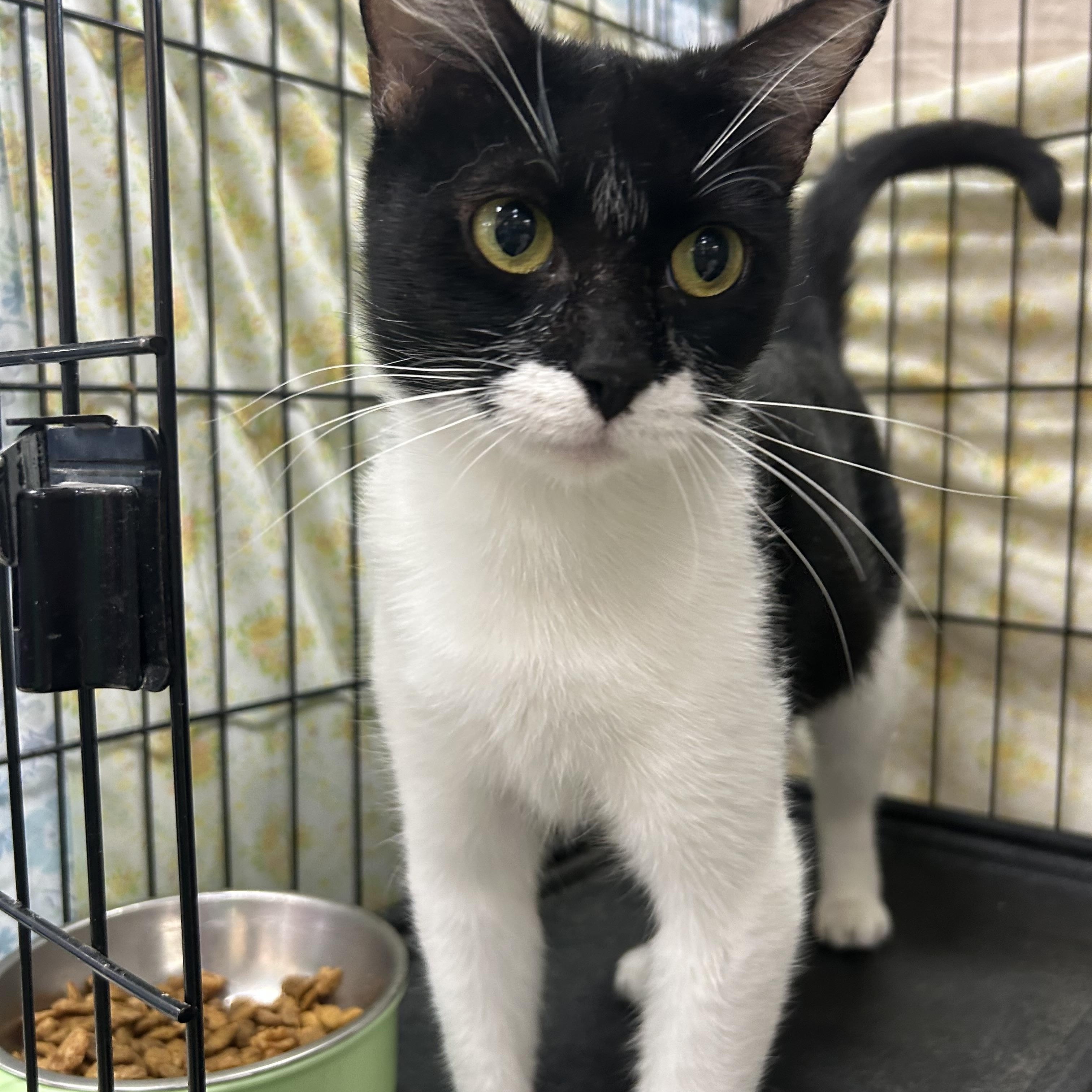Orietta, an adopted Domestic Short Hair in Mokena, IL image 4/5