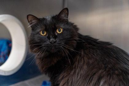 Kitty Kate, Adoptable, Senior Female Domestic Medium Hair.