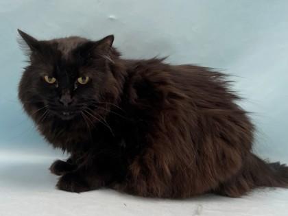 Kitty Kate, Adoptable, Senior Female Domestic Medium Hair.