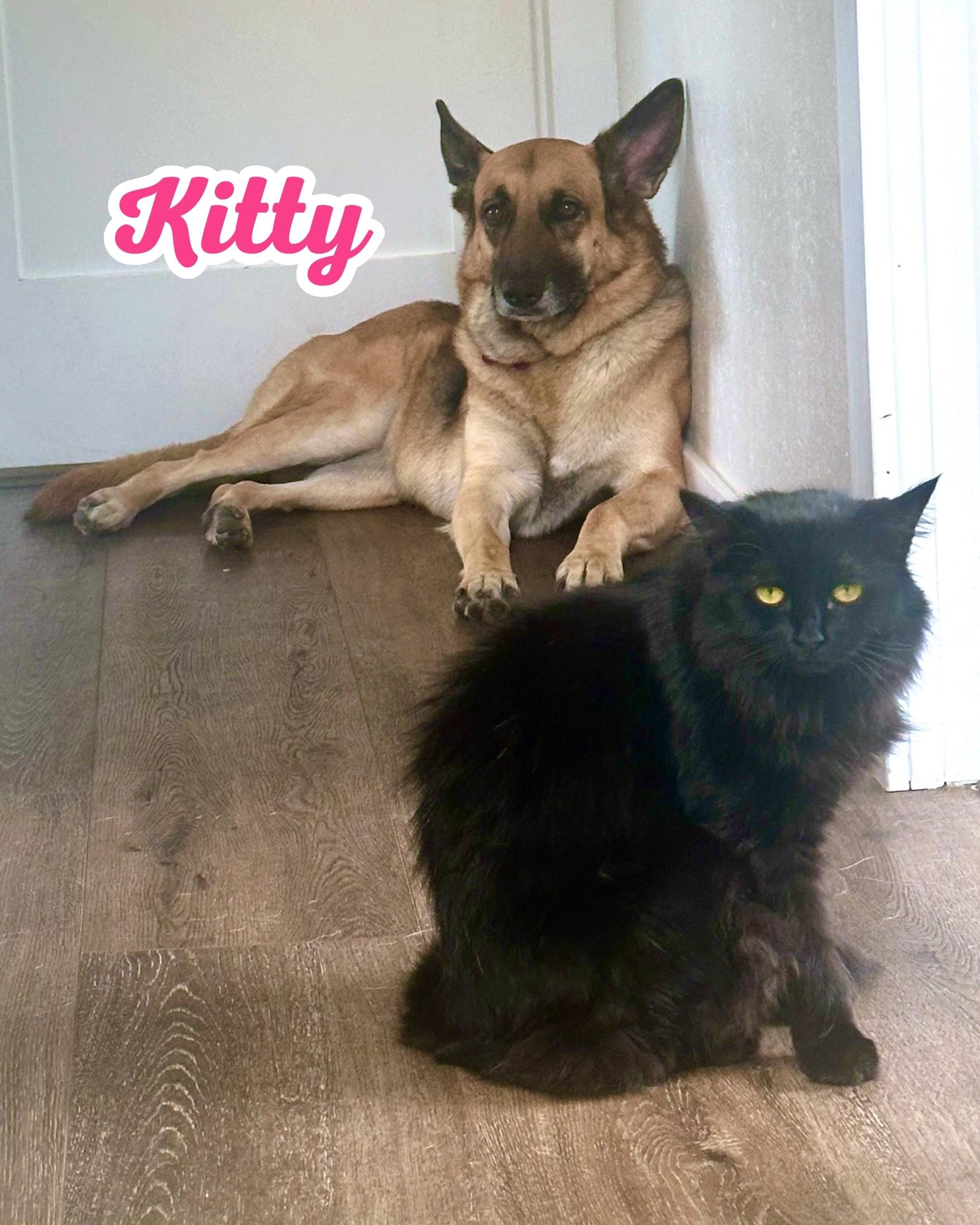 Enlarge Kitty, an adopted German Shepherd Dog in Portland, CA image 2/6