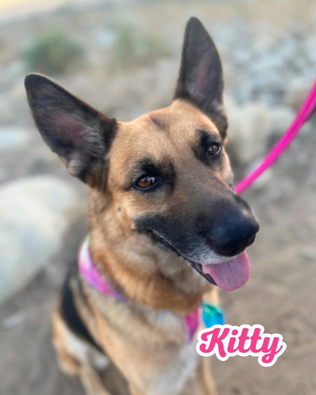 Enlarge Kitty, an adopted German Shepherd Dog in Portland, CA image 4/6