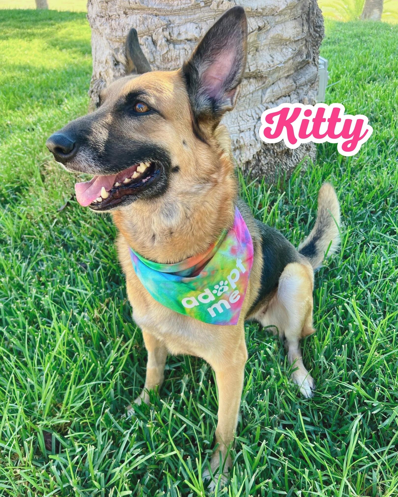 Enlarge Kitty, an adopted German Shepherd Dog in Portland, CA image 5/6
