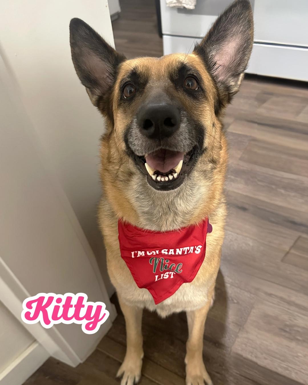Kitty, adopted, Adult Female German Shepherd Dog.