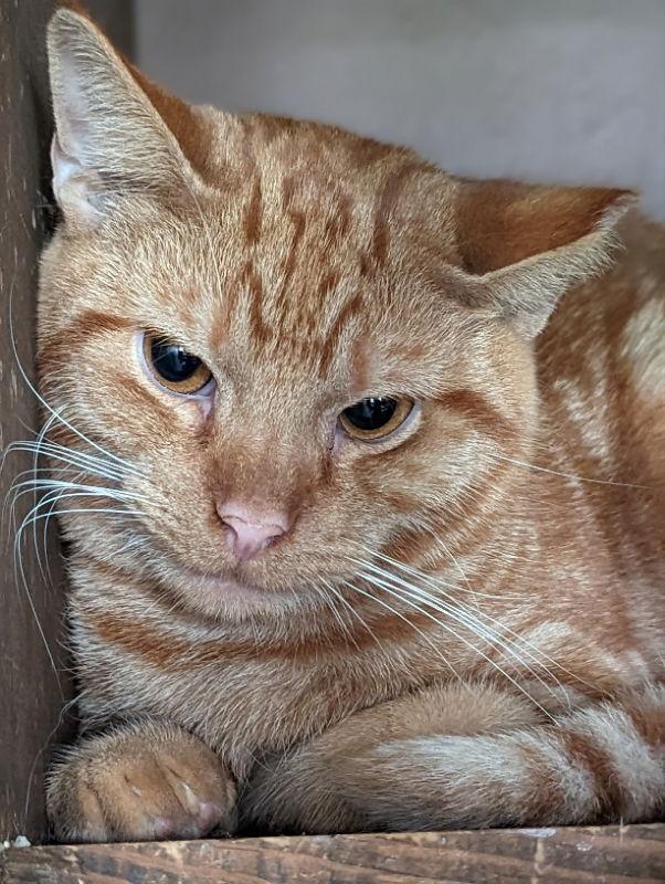 Enlarge Avery, a Adoptable mixed breed in Niles, MI image 2/3