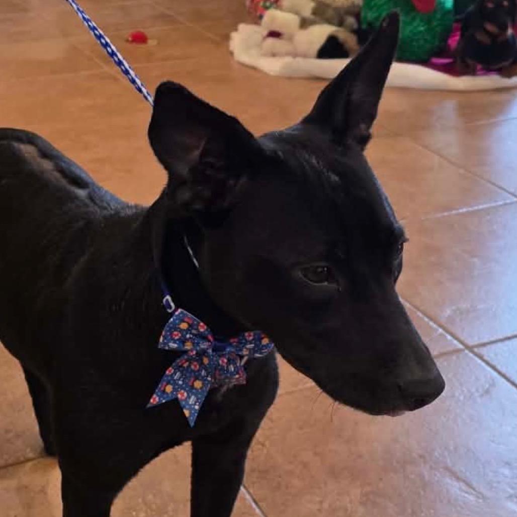 4233 XENA, Adoptable, Young Female Black Labrador Retriever.