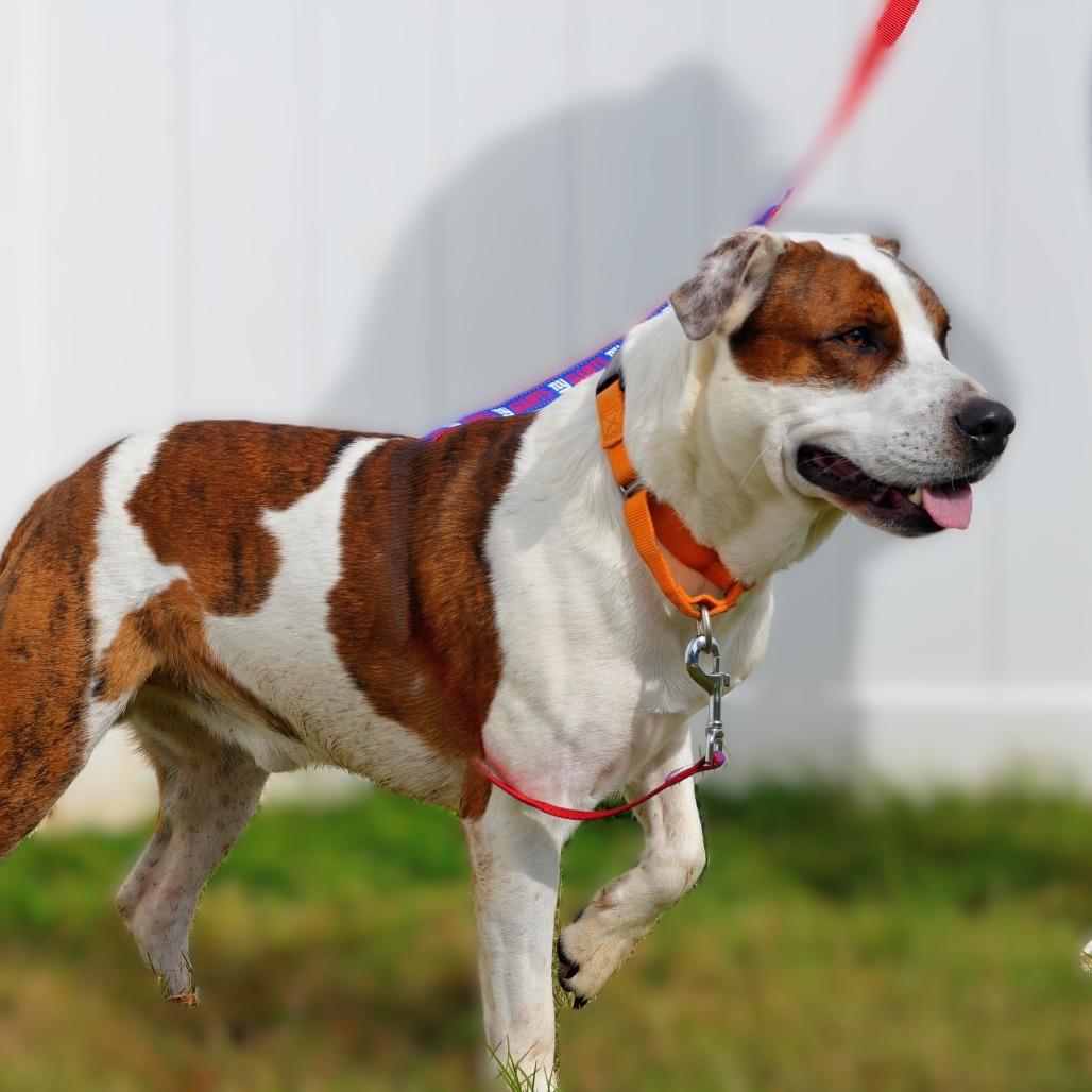 Dwight, Adoptable, Young Male Labrador Retriever & Great Pyrenees.