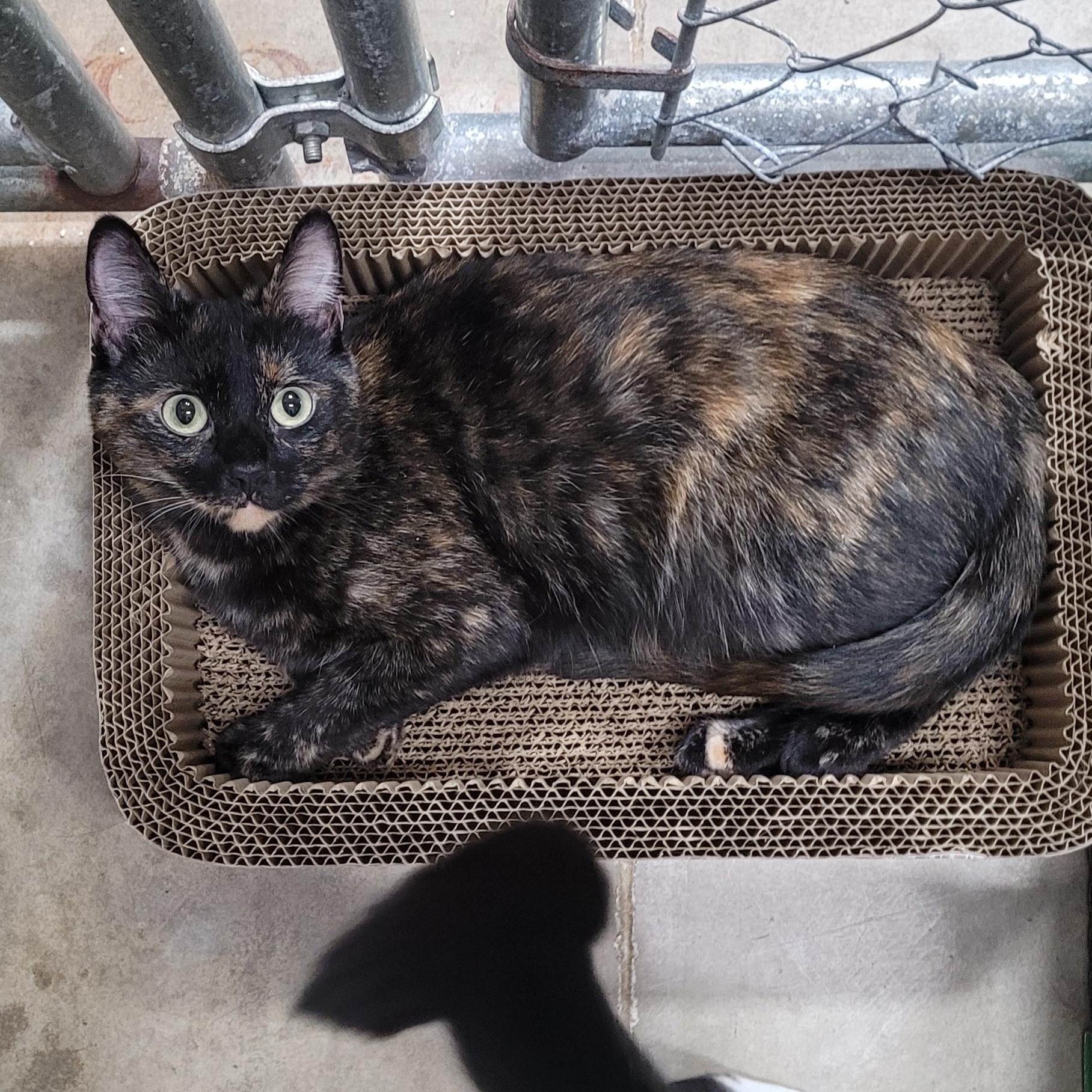 Enlarge Deb, a Adoptable Domestic Short Hair in Eugene, OR image 5/6