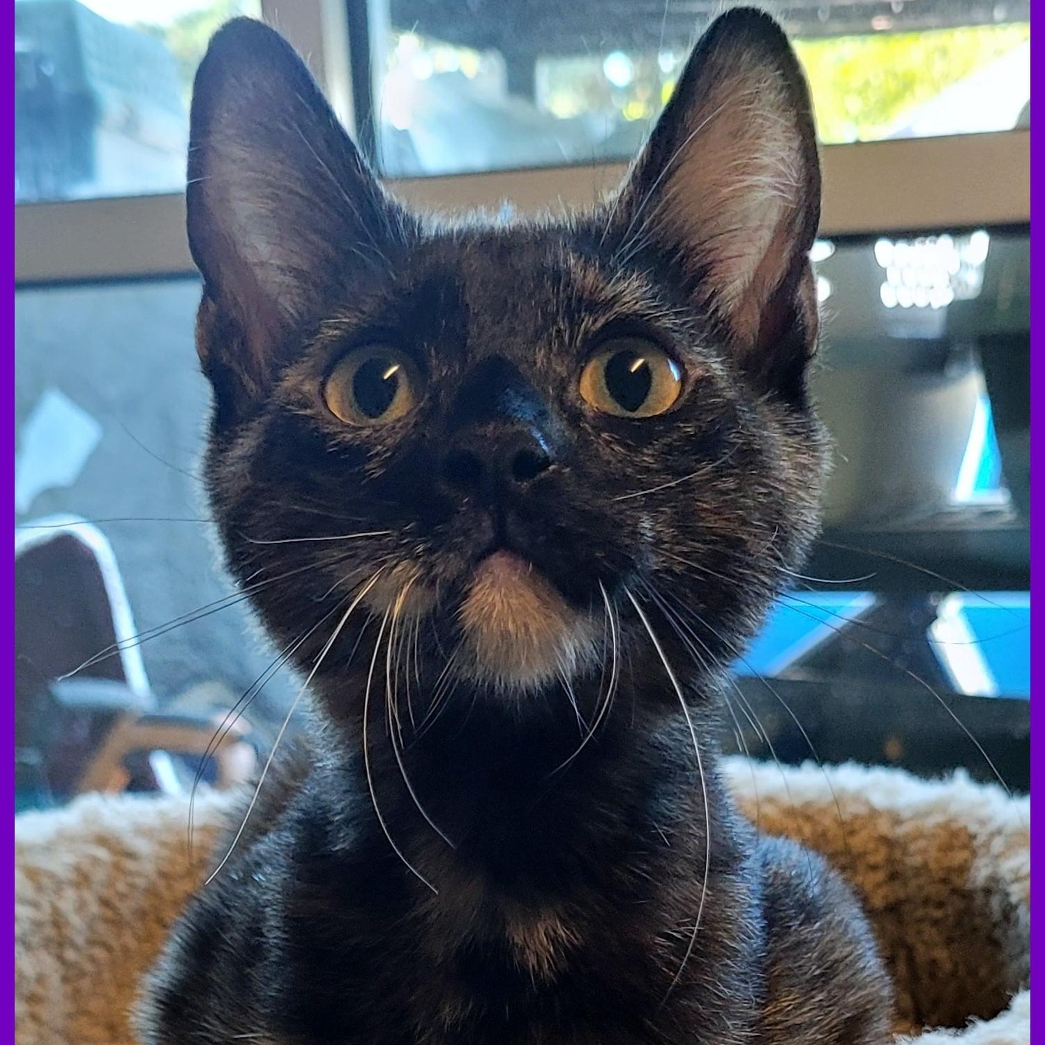 Enlarge Deb, a Adoptable Domestic Short Hair in Eugene, OR image 1/3