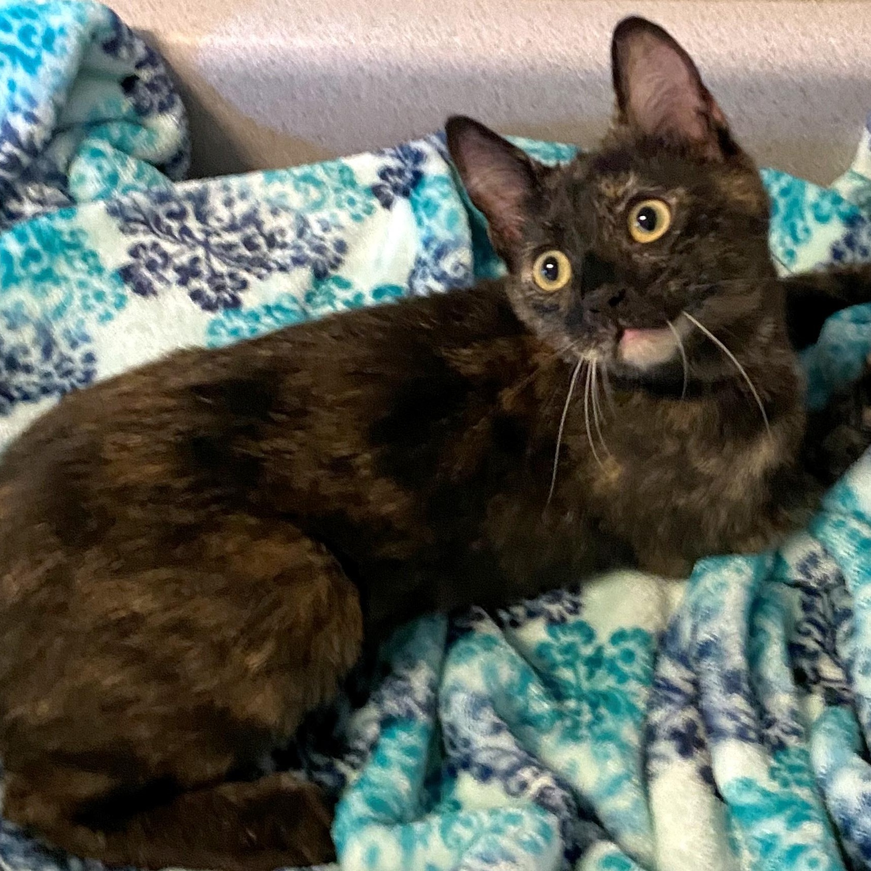 Enlarge Deb, a Adoptable Domestic Short Hair in Eugene, OR image 2/3